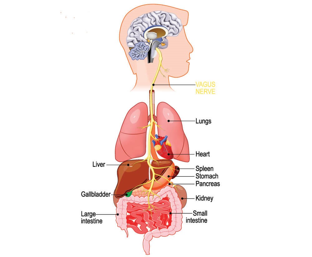 Vagus Nerve - The Definitive Guide | Biology Dictionary