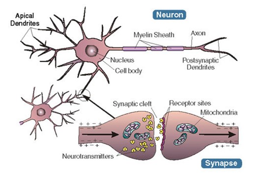 http://epilepsyu.com/wp-content/uploads/2015/10/synapses.jpg