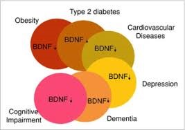 What is BDNF and why is it so important to your health? - Medical Detective  MD