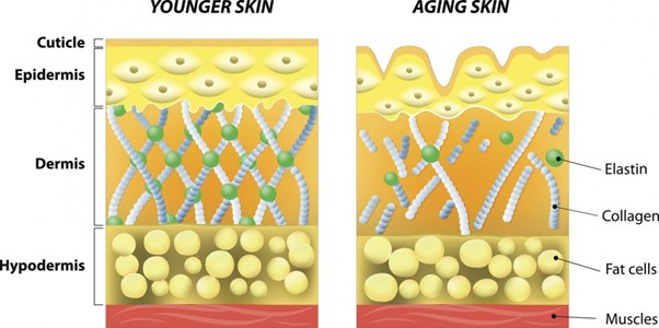 With age, collagen weakens, leading to wrinkles and cartilage problems.
